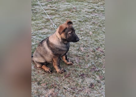 Deutschen Schäferhund Welpen, grau mit schwarzen Abzeichen
