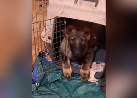 Deutschen Schäferhund Welpen, grau mit schwarzen Abzeichen