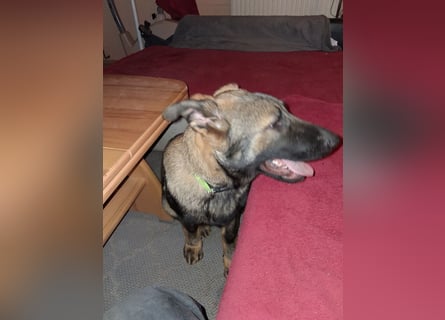 Deutschen Schäferhund Welpen, grau mit schwarzen Abzeichen