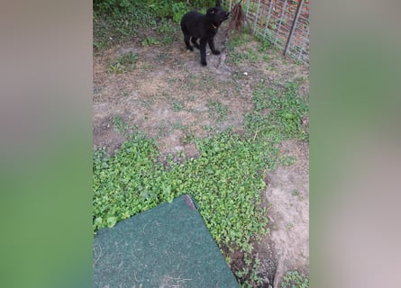 Deutsche Langhaarschäferhundewelpen abzugeben
