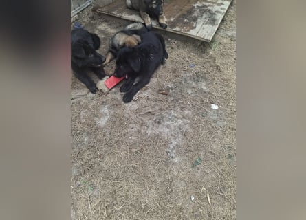 Deutsche Langhaarschäferhundewelpen abzugeben