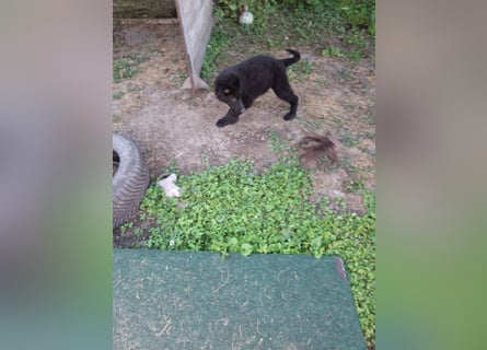 Deutsche Langhaarschäferhundewelpen abzugeben