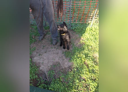 Deutsche Langhaarschäferhundewelpen abzugeben