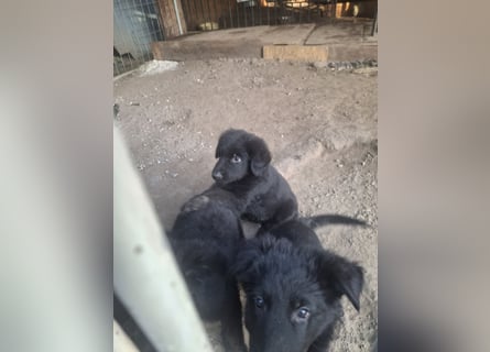 Deutsche Langhaarschäferhundewelpen abzugeben