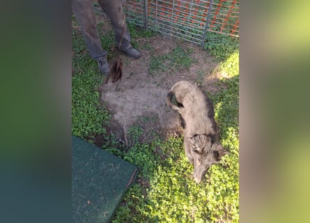 Deutsche Langhaarschäferhundewelpen abzugeben