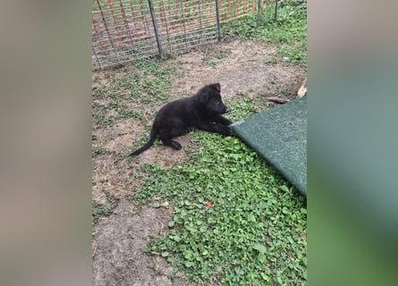 Deutsche Langhaarschäferhundewelpen abzugeben