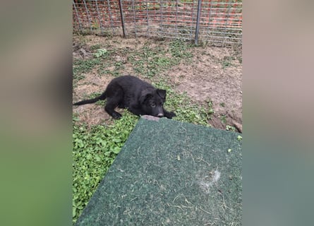 Deutsche Langhaarschäferhundewelpen abzugeben