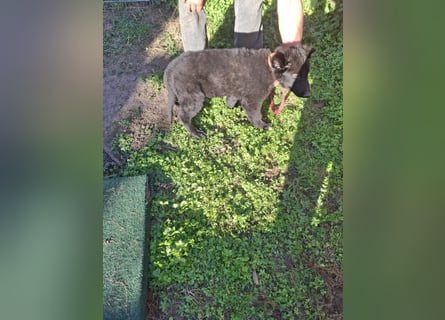 Deutsche Langhaarschäferhundewelpen abzugeben