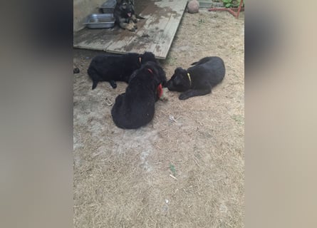 Deutsche Langhaarschäferhundewelpen abzugeben