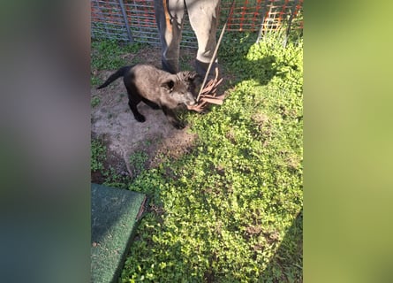 Deutsche Langhaarschäferhundewelpen abzugeben