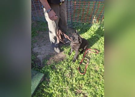 Deutsche Langhaarschäferhundewelpen abzugeben