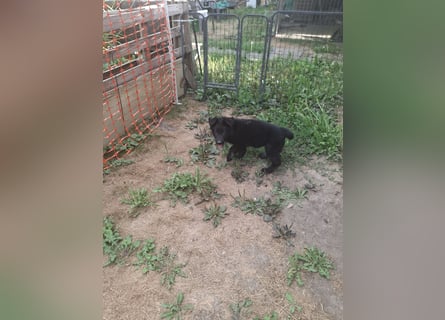 Deutsche Langhaarschäferhundewelpen abzugeben