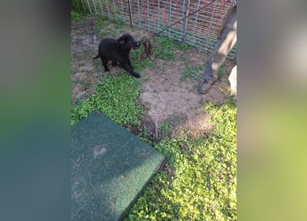 Deutsche Langhaarschäferhundewelpen abzugeben
