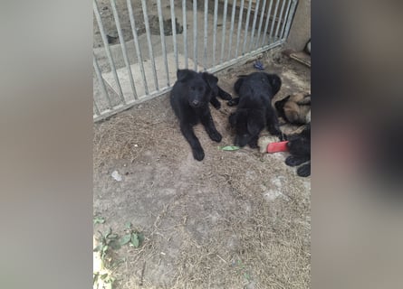 Deutsche Langhaarschäferhundewelpen abzugeben