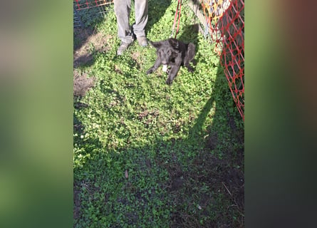 Deutsche Langhaarschäferhundewelpen abzugeben