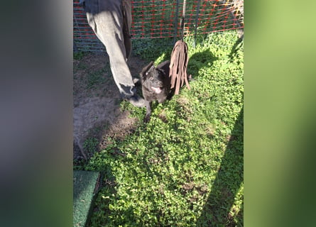 Deutsche Langhaarschäferhundewelpen abzugeben