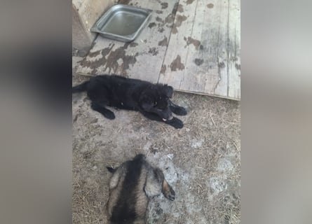Deutsche Langhaarschäferhundewelpen abzugeben