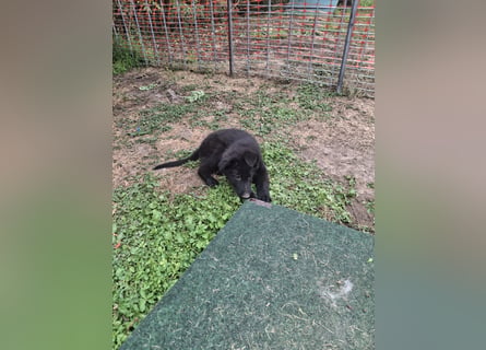 Deutsche Langhaarschäferhundewelpen abzugeben