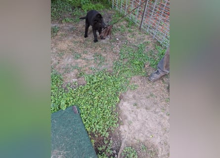 Deutsche Langhaarschäferhundewelpen abzugeben