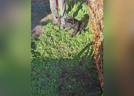Deutsche Langhaarschäferhundewelpen abzugeben