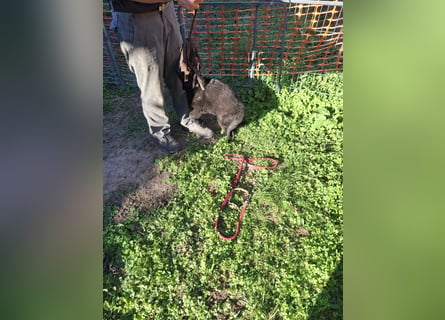 Deutsche Langhaarschäferhundewelpen abzugeben