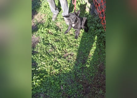 Deutsche Langhaarschäferhundewelpen abzugeben