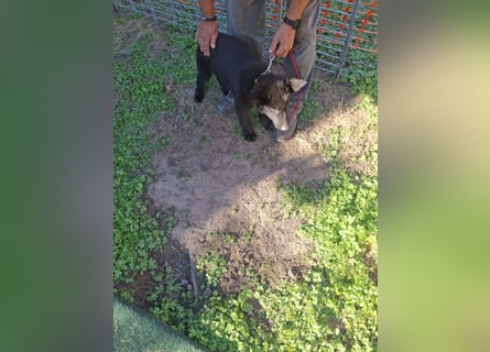 Deutsche Langhaarschäferhundewelpen abzugeben