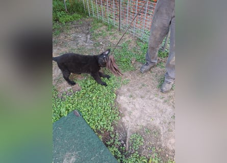 Deutsche Langhaarschäferhundewelpen abzugeben