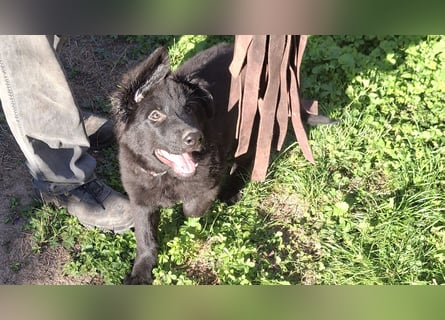 Deutsche Langhaarschäferhundewelpen abzugeben