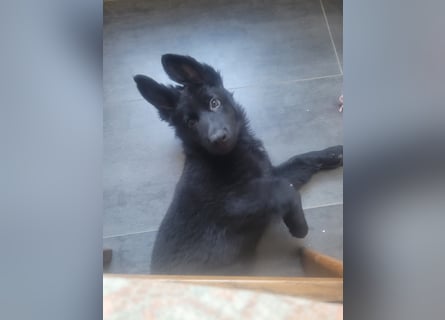 Deutsche Langhaarschäferhundewelpen abzugeben