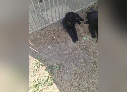 Deutsche Langhaarschäferhundewelpen abzugeben