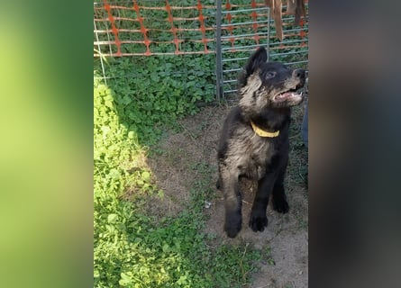 Deutsche Langhaarschäferhundewelpen abzugeben