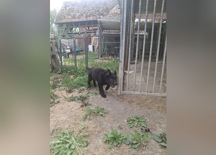 Deutsche Langhaarschäferhundewelpen abzugeben