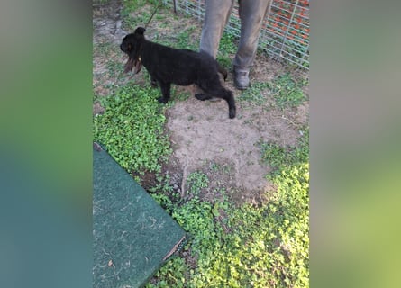Deutsche Langhaarschäferhundewelpen abzugeben