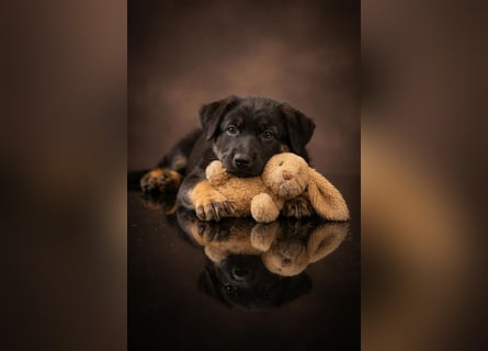 4 Mädels aus der Zucht von der Katze, mit Roten SV Papieren