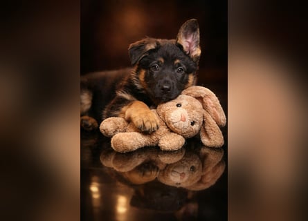 4 Mädels aus der Zucht von der Katze, mit Roten SV Papieren