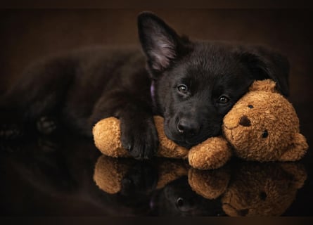 Drei junge Mädels aus der Zucht von der Katze, suchen noch ihren Dosenöffner