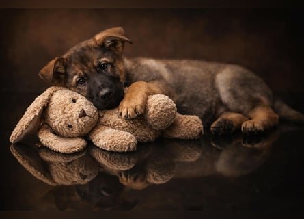 Drei junge Mädels aus der Zucht von der Katze, suchen noch ihren Dosenöffner