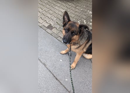 Rex, Deutscher Schäferhund, 6 Jahre, kastriert
