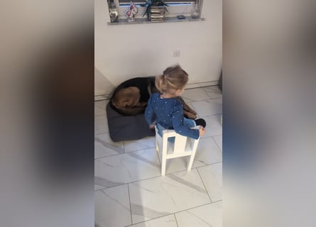 Rex, Deutscher Schäferhund, 6 Jahre, kastriert