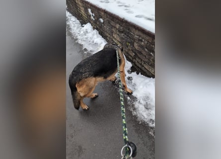 Rex, Deutscher Schäferhund, 6 Jahre, kastriert