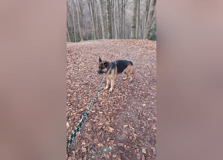 Rex, Deutscher Schäferhund, 6 Jahre, kastriert