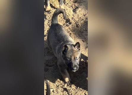 Von Tannengrunder Wald Schäferhund aus der Leistungszucht