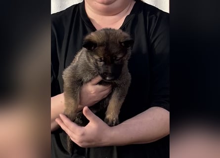 Von Tannengrunder Wald Schäferhund aus der Leistungszucht