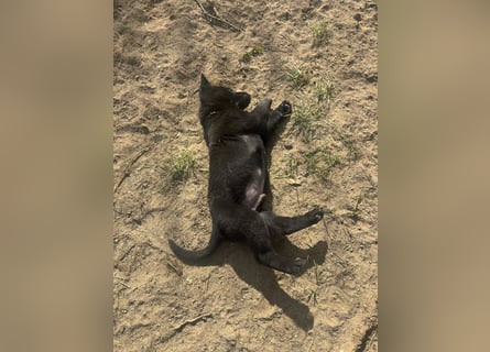 Von Tannengrunder Wald Schäferhund aus der Leistungszucht