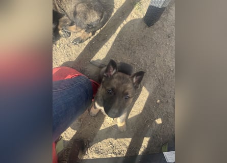 Von Tannengrunder Wald Schäferhund aus der Leistungszucht