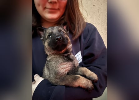 Von Tannengrunder Wald Schäferhund aus der Leistungszucht