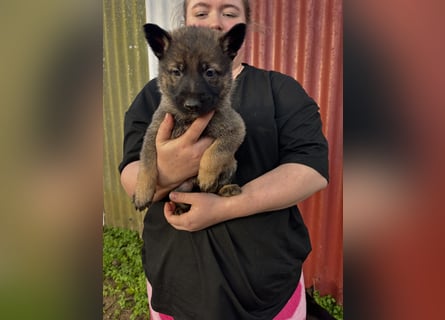 Von Tannengrunder Wald Schäferhund aus der Leistungszucht