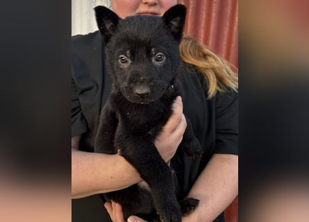 Von Tannengrunder Wald Schäferhund aus der Leistungszucht
