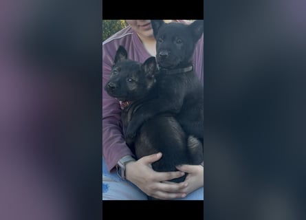 Von Tannengrunder Wald Schäferhund aus der Leistungszucht